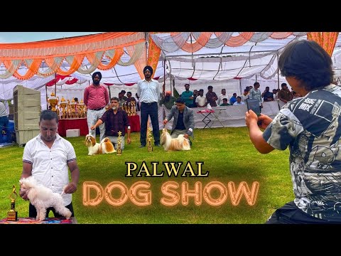 The Biggest Dog Show  In India 🐶 ||Palwal Dog Show 2024|| #pitbull #dogshow #trending #shortvideo