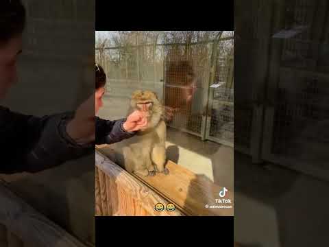 Magic Monkey
