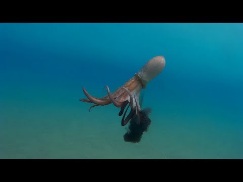 octopus shooting ink!