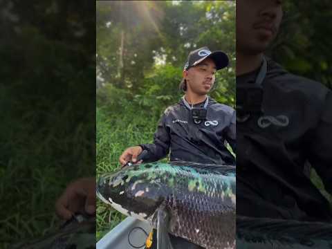 Prohibieron este pez en Estados Unidos🎣
