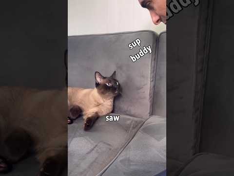 Cat Doesn’t Recognize Owner Without Beard