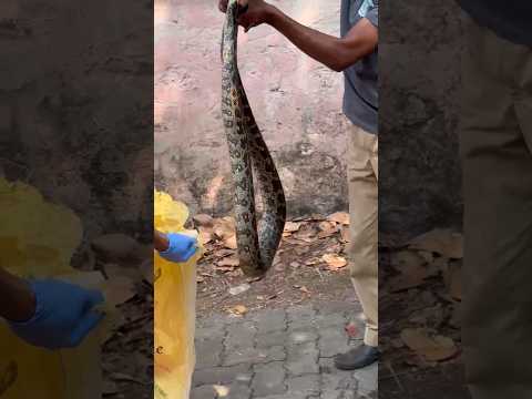 പെരുമ്പാമ്പിനെ പിടിച്ചപ്പോൾ #snake #cobra #news #reptiles #malayalambreakingnews #manoramanewslive