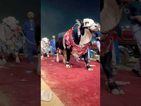 Dalfa Cattle Show At Expo Center Karachi - Season 2025 - Explore With Ahmed #shorts #cowvideos #cow