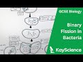 Binary Fission in Prokaryotes
