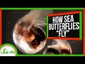 Understanding Sea Butterflies and Fluid Dynamics