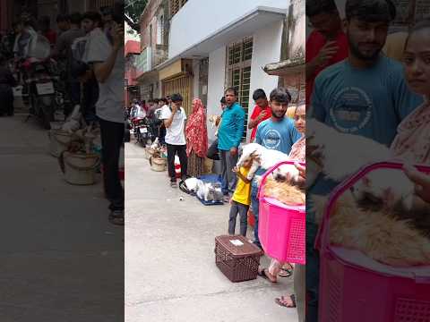বিশাল বড় বিড়ালের হাট | মিরপুর ১  বিড়ালের হাট | Mirpur 1 Biraler Hat | Cat | বিড়াল #cat #shorts
