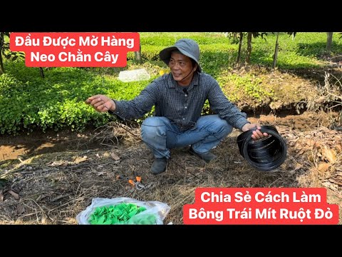 Đầu năm được Anh chủ vườn Mít Ruột Đỏ mở hàng đến thăm vườn hướng dẫn anh cách đống neo