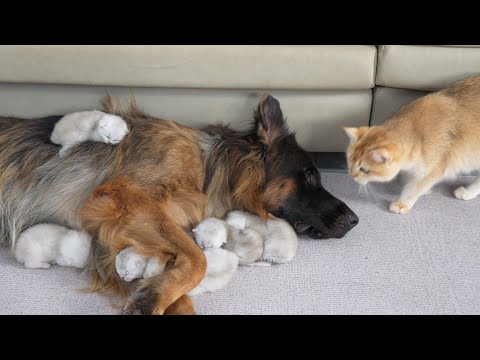 The Mom Cat was Surprised! German Shepherd Takes Better Care of Kittens Than She Does