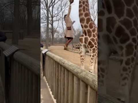 Giraffe Decides to Take the Tourist Home with Him! #funny #giraffe #zoo #animals #vfx #lol #shorts