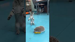 This Cat Was NOT Ready for the Porcupine #shorts