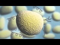 Starch and Photosynthesis Concepts