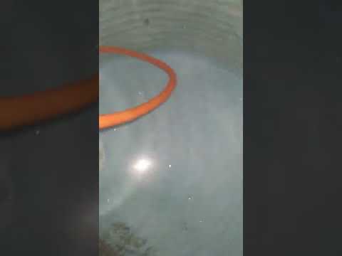 Big Snake🐍 in the water tank