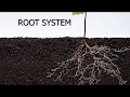 Functions and Characteristics of Roots