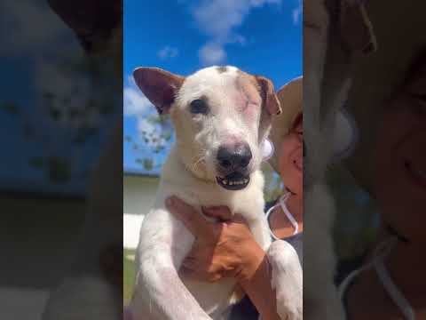 เจ้าเดซี่หมาวัดน่าสงสารต้องเสียตาไปหนึ่งข้างเเถมเกือบได้กลับดาวอีก🥲