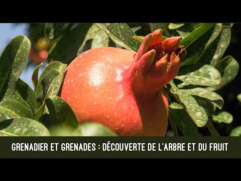 Grenadier et grenades : bienfaits de l'arbre et du fruit