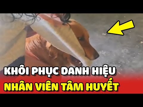 Chú Chó Golden quyết tâm khôi phục danh hiệu "NHÂN VIÊN TÂM HUYẾT" 😂