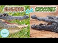 Crocodiles and Alligators Knowledge Test
