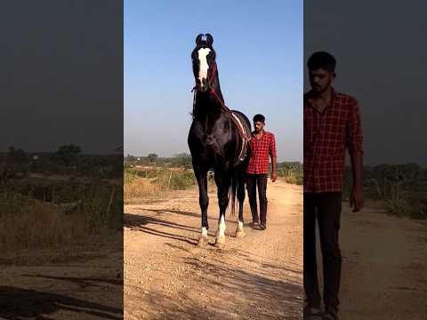 Top 3 Beautiful Horse 🐎
