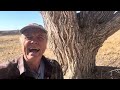 Tree Species and Hybrid Oaks