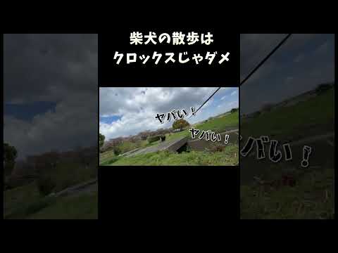 柴犬の散歩はクロックスじゃダメ