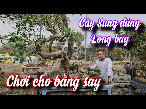 SH.9921. Cây Sung đẹp thật đấy các bác ạ. Đth liên hệ 0945.696.789