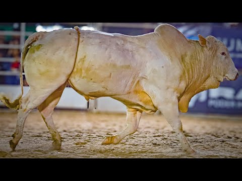 Rodeio da FAPIDRA de DRACENA 2025 / FINAL COPA SUMETAL (QUINTA / MELHORES MOMENTOS)