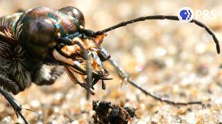 Tiger Beetles Bite First, Ask Questions Never | Deep Look