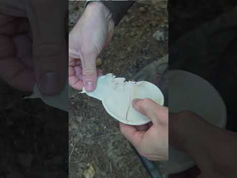 Survival Band-aid from a Wild Mushroom!