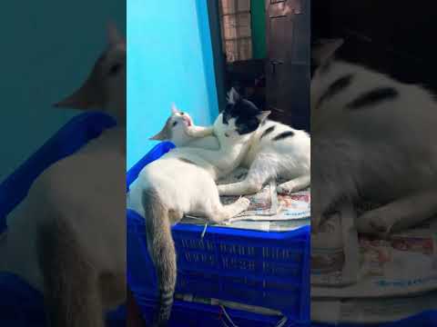 একটুও ডর ভয় নাই🤐😤 #cat #anmals #yourcat #funny #yourpet #pets #comedy #shorts #trending