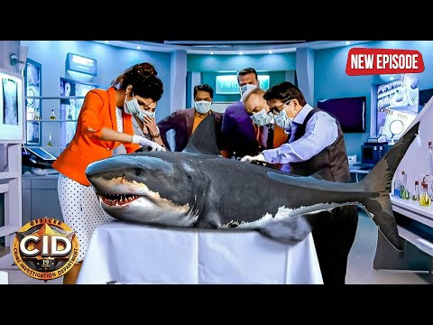 कैसे Team CID सुलझाएगी इस Shark की Unsolved Mystery ? | CID | Serial Latest Episode