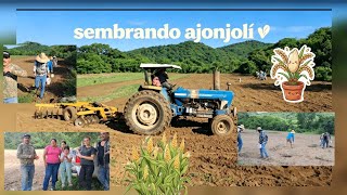 Siembra de ajonjolí 🌾 1,08,2026 rancho la laguna seca sinaloa 🙏🍀💯