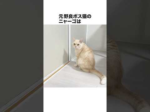 元野良ボス猫ニャーゴ伝説⑧
