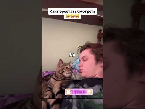 #изобилие #cat #силасознания #балансвселенной #материализациямыслей #cute #метафизик #дыхание #memes