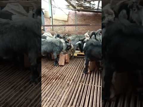 Ninja Technique For Goats
