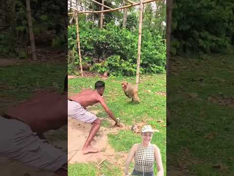 funny monkey man ๐๐@ActressMuskanKhatra #shorts #viralvideo #trending #youtubeshorts #shortvideo