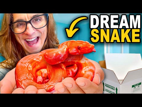 Unboxing One Of A Kind Dream Snakes!