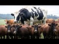 Domestication and Characteristics of Animals