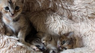 リサとリナ姉妹猫2歳の誕生日！家族になってくれてありがとう