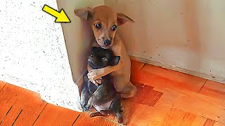 En El Refugio Los Perros Antes De Sacrificarlos Se Abrazan, El Veterinario Ve Algo Y Grita ¡PARA!