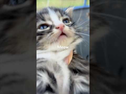 Kittens on the trampoline #kittycatsong #cat #catmemes