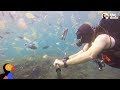 Exploring the Impact of Plastic on Marine Life