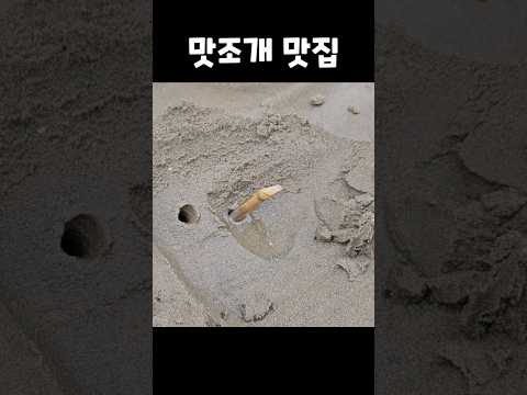 단돈 3,000원에 맛조개 맛집?! 다 잡아가라는 진산리갯벌체험장 #shorts