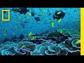 Coral Reef Resilience and Protection