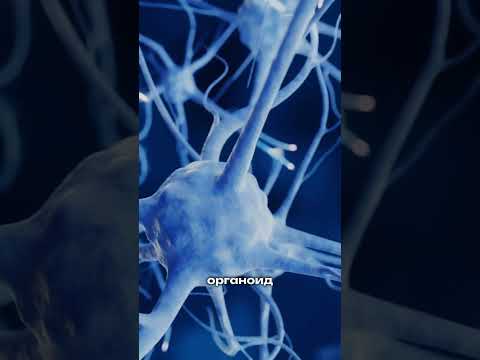 Органоидный интеллект