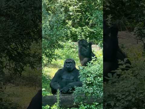 Gorilla 🦍 #gorilla #gorillalove #gorillas #monkey #funny #shorts