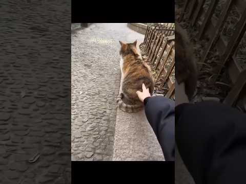 #cats #cutecat #funnycats #explore #cuteanimals #shorts