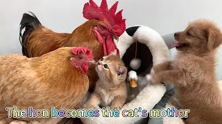 The hen became the mother of two kittens. The hen takes better care of the kittens than the dog.