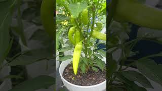 sweet banana peppers #garden #thankyou #subscribe #gardening #plants #support #amen #shortsviral