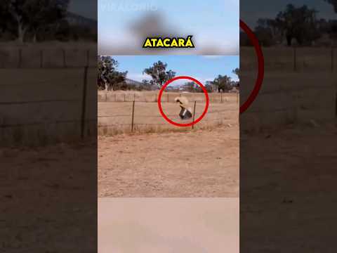 Oveja Enojada Pelea contra un Balde, pero sucede lo inesperado...