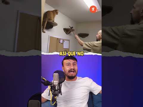 Estos gatos están TRAS LAS REJAS por esta razón 😲 #shorts